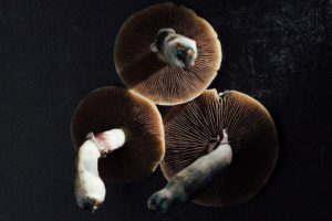 10 Amazing Reasons Why Psychedelics are Bad