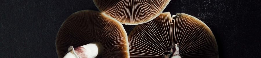 10 Amazing Reasons Why Psychedelics are Bad